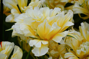 Tulipe pr�coce � fleurs doubles 'Sweet Valley'