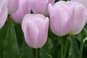 Tulipe triomphante 'Synaeda Amor'