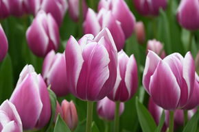 Tulipe triomphale 'Synaeda Blue'