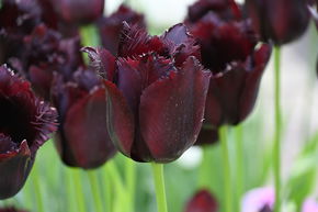 Tulipe frang�e 'Vincent van Gogh'