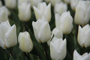 Tulipe pr�coce simple 'White Prince'