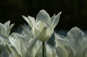 Tulipa 'Love Story'
