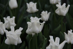 Tulipe Coronet 'White Liberstar'