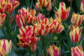 Tulipe multiflores 'Wonder Club'