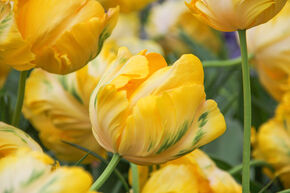 Tulipe perroquet 'Yellow Madonna'