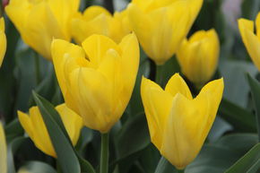 Tulipe Fosteriana 'Yellow Purissima'