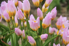 Tulipe sauvage 'Lilac Wonder'