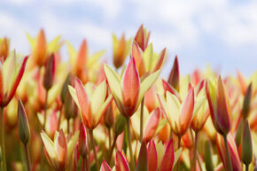 Tulipe sauvage 'Cynthia'