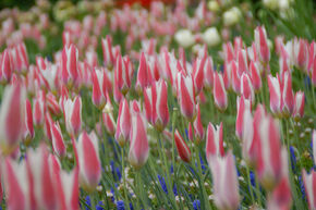 Tulipes sauvages - M�lange de bulbes 'Besondere Wildtulpen' (Tulipes sauvages sp�ciales)