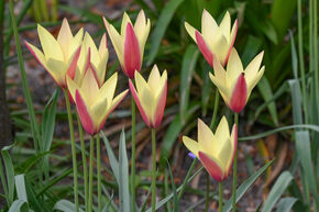 Tulipe sauvage 'Tinka'
