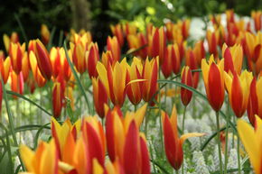 Tulipe sauvage 'Tubergens Gem'