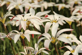 Tulipe sauvage clusiana var stellata
