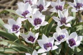Tulipe sauvage 'Alba Caerulea Oculata'