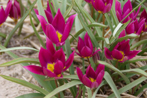 Tulipe sauvage 'Eastern Star'