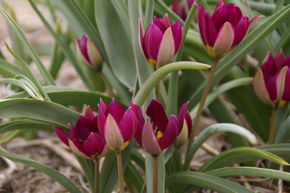 Tulipe sauvage 'Persian Pearl'