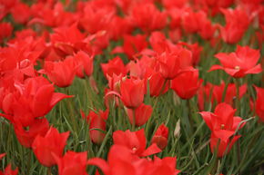 Tulipe sauvage linifolia