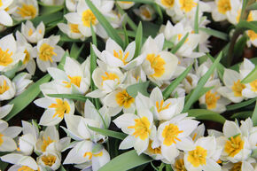 Tulipe botanique Polychroma