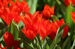 Tulipe sauvage praestans 'Fusilier'