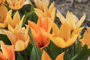 Tulipe sauvage 'Shogun�'