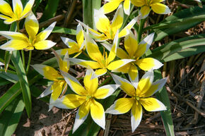 Tulipe sauvage