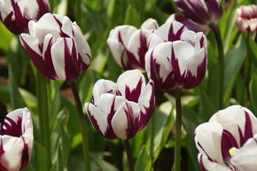 Tulipe Triumph 'Rem's Favourite'