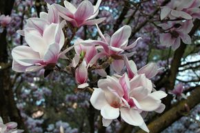Magnolia de Soulange