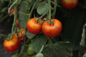 Tomate suspendue 'Tumbling Bella'