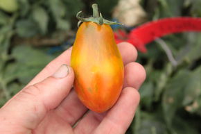 Tomate suspendue 'Tumbling Tiger'