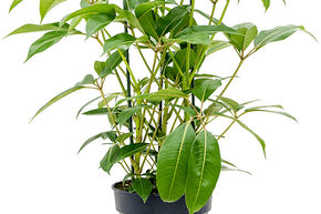 Tupidanthus calyptratus