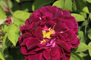 Rosier 'Tuscany Superb'