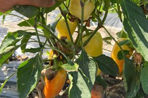 Poivron de plein champ 'Ungarischer Wax'