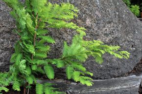 M�tasequoia, S�quoia g�ant 'Gold Rush'