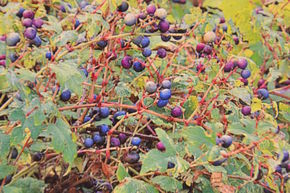 Vigne Vierge d'Ussuri