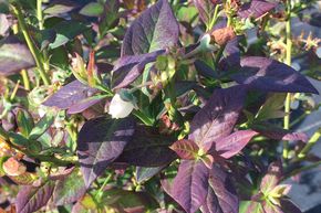 Myrtillier ��Cabernet Splash��