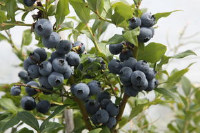 Myrtillier ��Hortblue Petite��