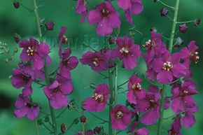 Mol�ne de Ph�nicie 'Violetta'