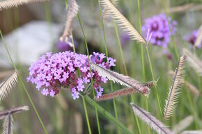 Verbena bonariense 'Lollipop' (S)