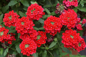 Verveine annuelle - rouge (lot de 8)