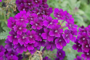 Verveine annuelle - violette (lot de 8)