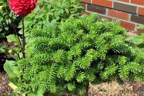 Sapin de Cor�e nain 'Cis'