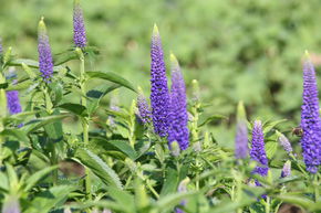 V�ronique � longues feuilles 'First Glory'