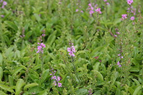 V�ronique 'Kentish Pink'