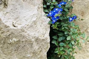 V�ronique de Liwan, V�ronique naine