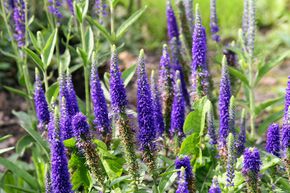 V�ronique en �pis 'Ulster Blue Dwarf'