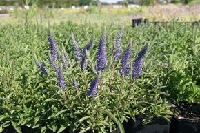 V�ronique en �pis naine 'Blauteppich'