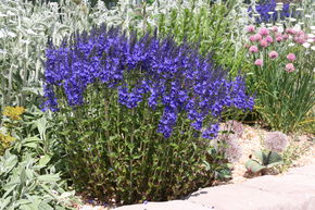 V�ronique vivace 'Knallblau'