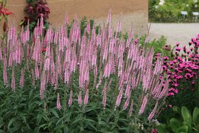 V�ronique de Virginie 'Erika'