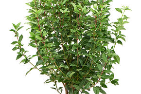 Viburnum tinus 'Spirit'