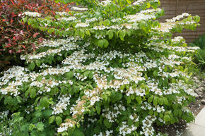 Viorne de Chine 'Mariesii Great Star'