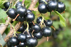 Vierbeere� Black Pearl